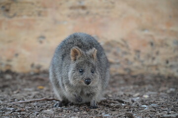 A portrait of a small animal