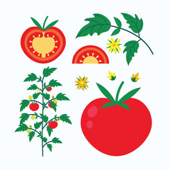 Set of red tomatoes. Tomato plant, tomato branch, flower and sliced tomatoes. Flat design vector stock illustration. 
