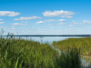 The shore of Lake Pleshcheyevo in Russia, overgrown with green sedge. Blue sky, drifting clouds. Beautiful water landscape. Bright sunny day. No people. Place for text. copy space