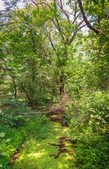 The Woods at Monocacy National Battlefield