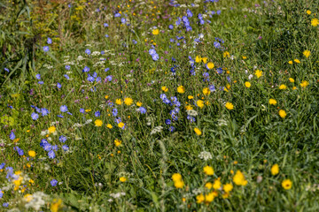 Green grass growing in the field in the summer