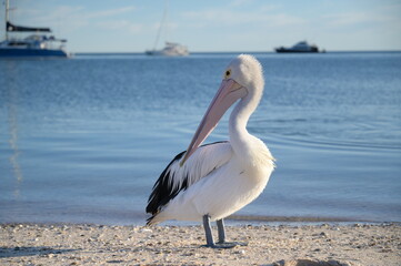 A portrait of a wild pelican