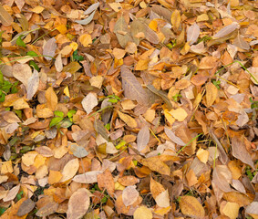Lots of autumn leaves as a background, top view. Autumn season.