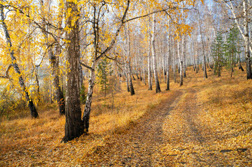 Colorful autumn landscape with birches near the lake. Tourism, vacation, autumn season.