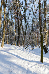 Snow-covered trees in winter, deciduous trees