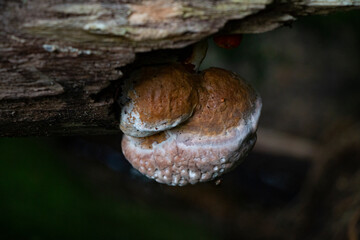 Mushroom tinder fungus on the trunk of a diseased tree in a deciduous forest