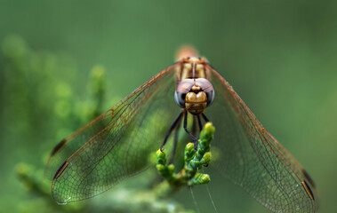 Brown dragonfly on a plant background