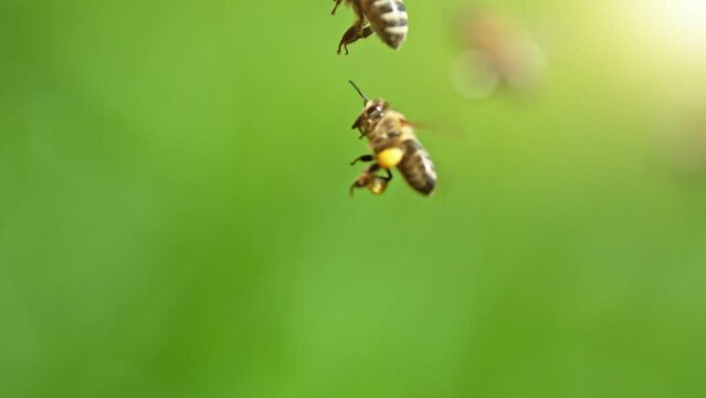 Flying Bees, Low Depth of Focus, Green Background. Filmed on High Speed Cinema Camera, 1000fps. Super Macro Shot.