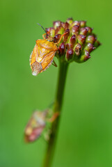 Bright shield bug Carpocoris purpureipennis crawling along the stem of plant. Defocused background is green.