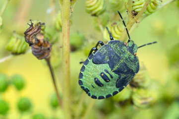 Macro photo of green shield (Palomena prasina) resting on plant. Forest insect.