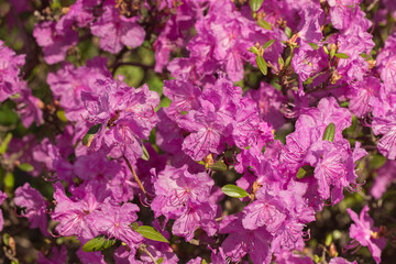 Fototapeta premium Pink azalea rhododendron flowers in the garden.
