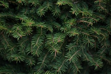Detailed background of Christmas tree branches.