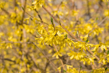 Forsythia shrub with yellow flowers.