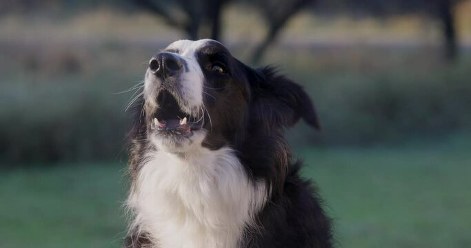 Close-up portrait beautiful border collie dog looking at camera barking, hot breath. Funny animal