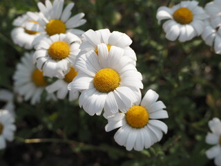 Obraz premium summer flower