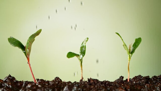 Concet of watering little seedlings. Small trees that grow on fertile ground, super slow motion, filmed on high speed cinematic camera at 1000 fps