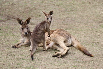 カンガルーに餌やりをする女の子、お腹の袋に子供を入れているカンガルカンガルーの親子、長崎バイオパーク