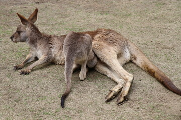 カンガルーに餌やりをする女の子、お腹の袋に子供を入れているカンガルカンガルーの親子、長崎バイオパーク