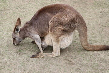 カンガルーに餌やりをする女の子、お腹の袋に子供を入れているカンガルカンガルーの親子、長崎バイオパーク