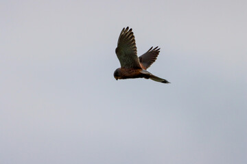 A beautiful animal portrait of a Hovering Kestrel in flight