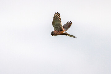 Obraz premium A beautiful animal portrait of a Kestrel hovering in flight