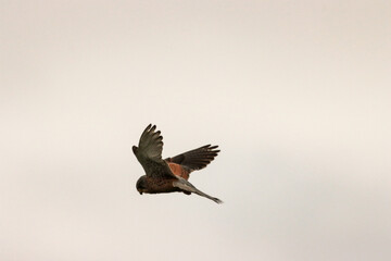 A beautiful animal portrait of a Kestrel hovering in flight