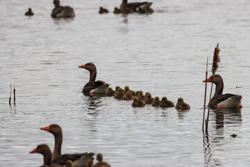 A beautiful animal portrait of a flock of Geese, including baby Gosling's
