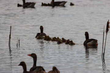 A beautiful animal portrait of a flock of Geese, including baby Gosling's