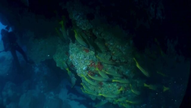 Cluster of fish schooling around coral structure in Isla Del Coco. School of shimmering silver fish darted by, their scales reflecting faint light that filtered down from surface.