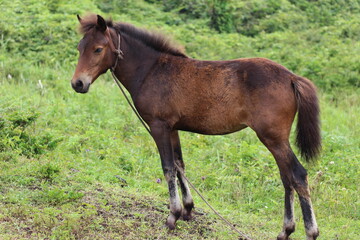 a young horse