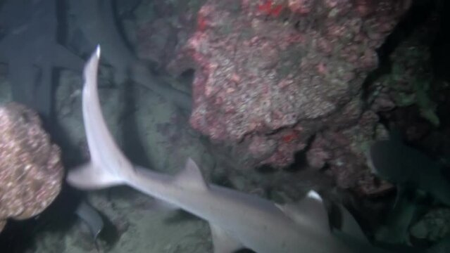 Observe pack of reef sharks up close in their natural habitat in Isla del Coco. Despite fearsome reputation, reef sharks are generally not aggressive towards humans and are to attack unless provoked.