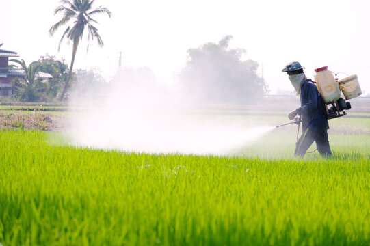 The farmer is injecting an insecticide.
