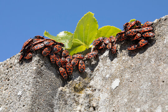 Group of firebugs, Pyrrhocoris apterus, sitting on a wall close up