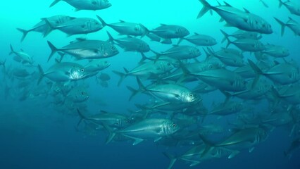School of vibrant parrotfish nibbled on coral in shallow waters Isla del Coco. Today, it is popular destination for scuba divers and nature lovers, who come to explore its underwater world.
