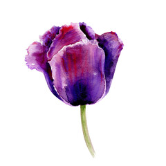 Watercolor purpe ltulip hand drawn botanical illustration isolated on white background, Floral design, Can be used for invitation or wedding design,cosmetic, beauty salon,natural organic product