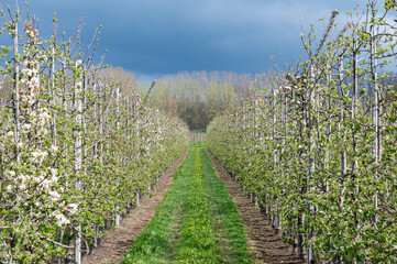 Fruit tree with blossoms in a row at an orchard around Zoutleeuw, Brabant, Belgium