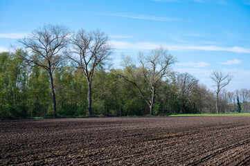 Fototapeta premium Fresh sown agriculture field over blue sky around Laakdal, Belgium