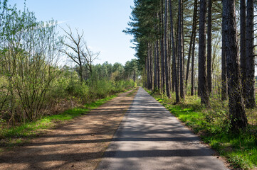 Straight cycling and pedestrian path through the woods, Laakdal, Belgium