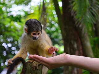 squirrel monkey getting food