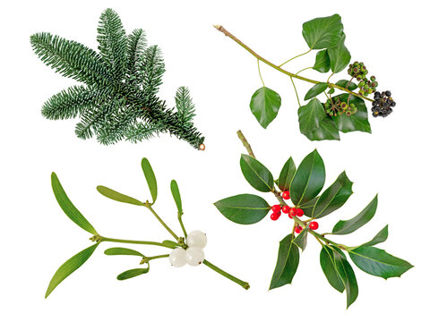 Christmas tree branch, mistletoe branch with white berries,Christmas holly branch and Ivy decoration plants set isolated transparent png