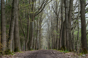 Low angle view over forest path and trees, Herselt, Belgium