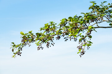 Alnus glutinosa in spring, branch of black alder