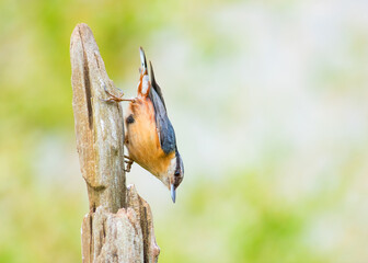 Nuthatch bird upside down on a post