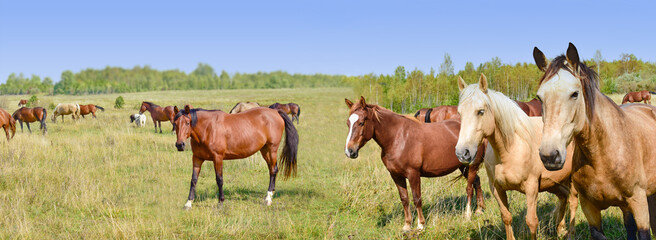 Horses farm animal group panorama - 601379913