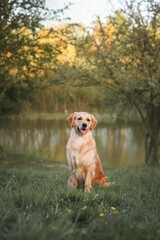 Beautiful dog golden retriever labrador sits in the grass in spring for a walk