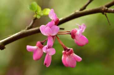 Die leuchtenden Blüten eines Judasbaum im Frühling.