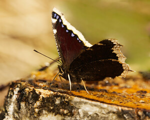 Obraz premium Mourning cloak (Nymphalis antiopa) butterfly feeding on the birch sap in spring