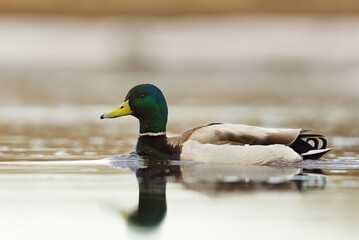 Mallard (Anas platyrhynchos) male swimming in the river in spring.	
