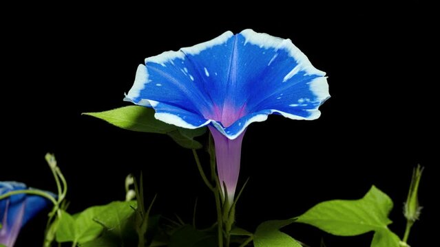白く縁取られた青いアサガオの開花から萎むまでの4Kタイムラプス動画(黒背景)