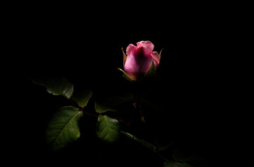 fiori